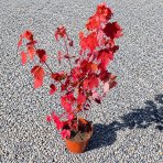 Javor červený (Acer rubrum) ‘OCTOBER GLORY’- výška 70-100 cm, kont. C5L